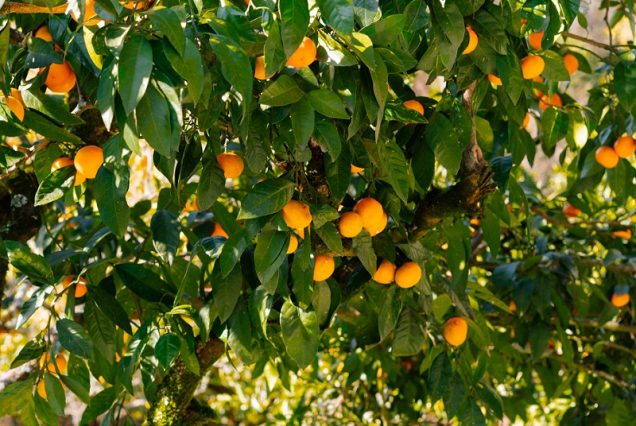 Мандариновый бум в Абхазии: Сухум, Новый Афон, Кындыг, Дурипш, о. Рица